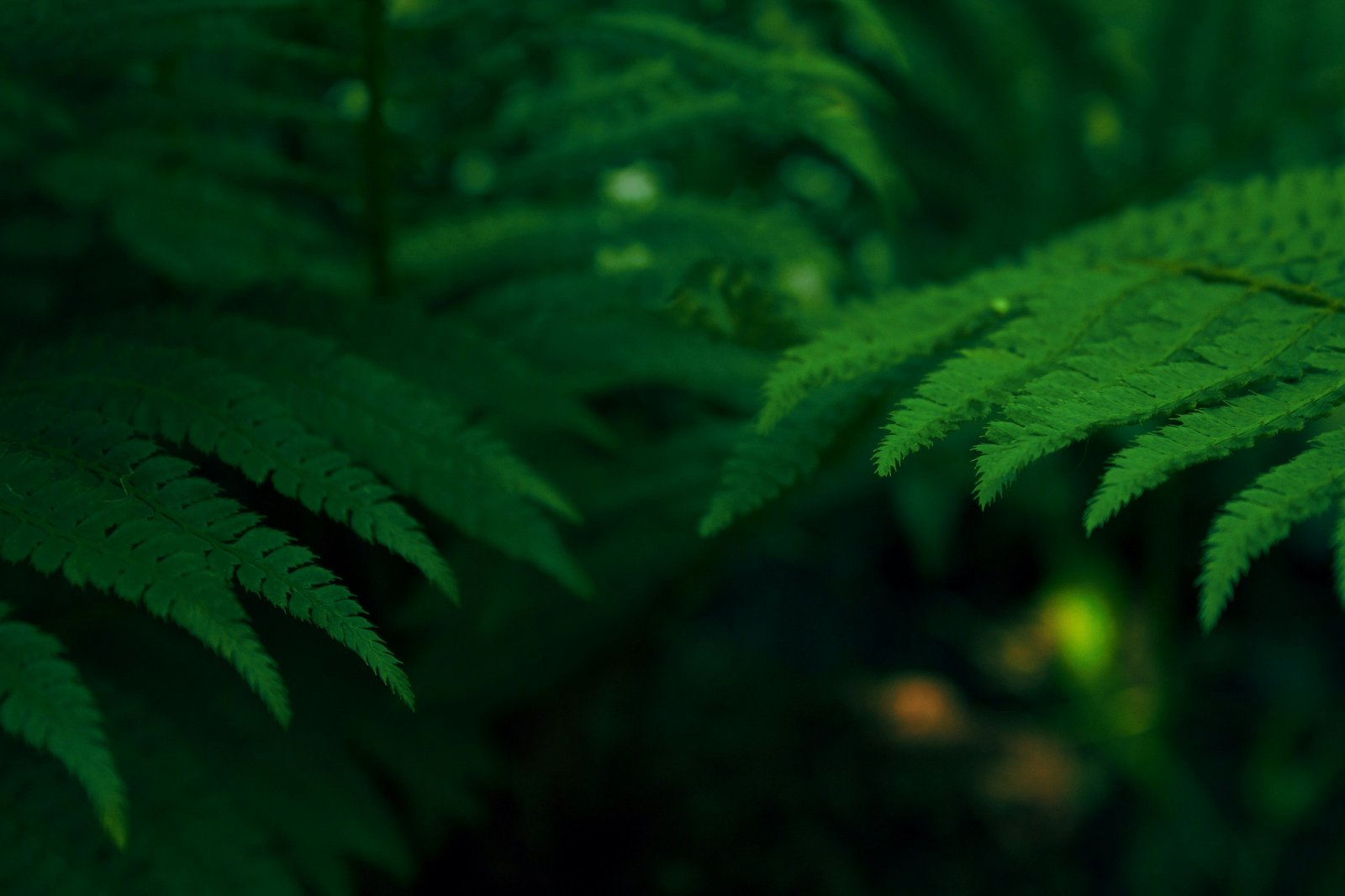 A close-up image of green leaves.